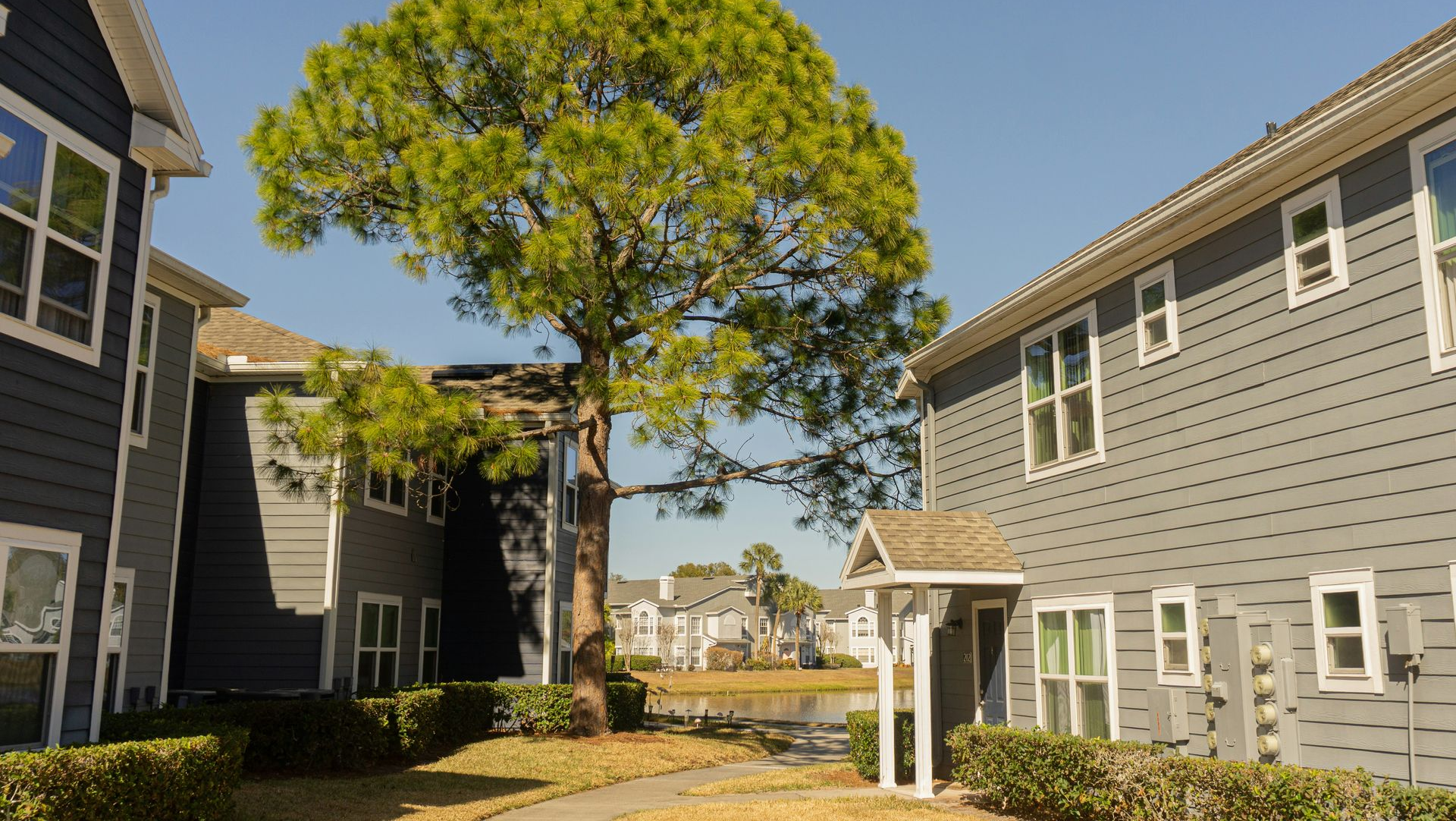 Two gray, multi-story apartment buildings flanking a large pine tree on a sunny day with a path between them.