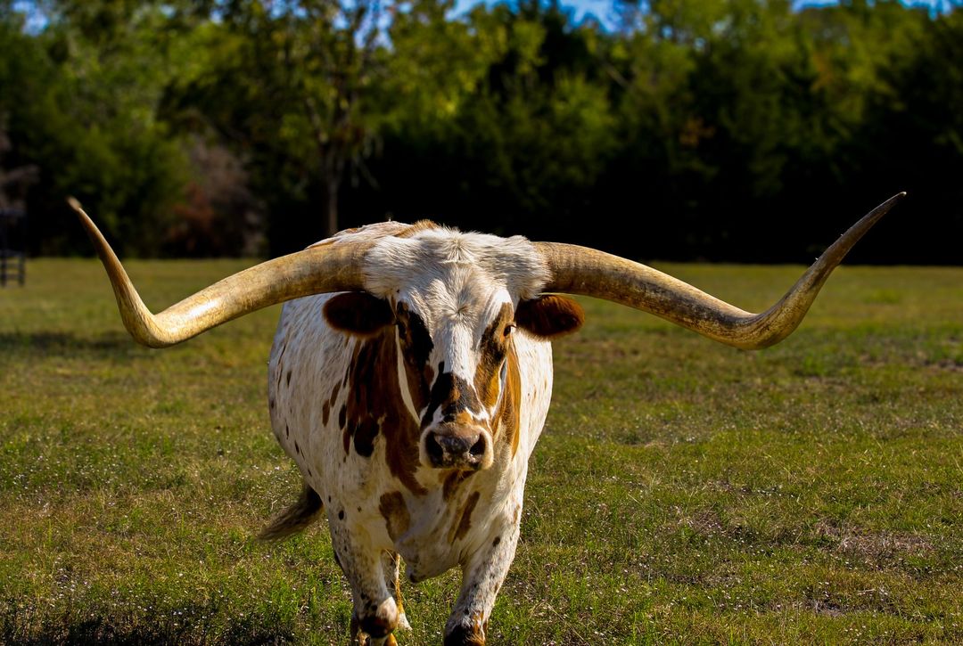 longhorn with TX Creamery half gallon