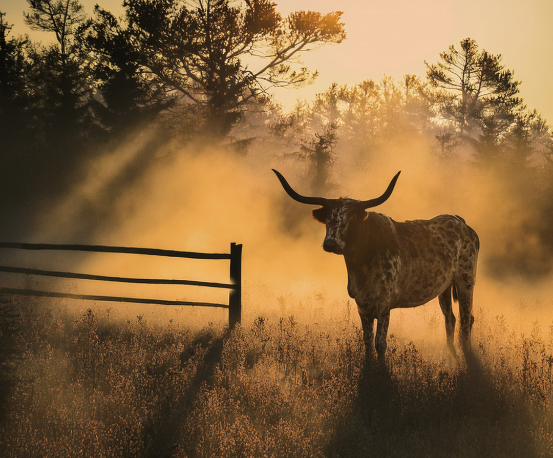 longhorn with TX Creamery half gallon