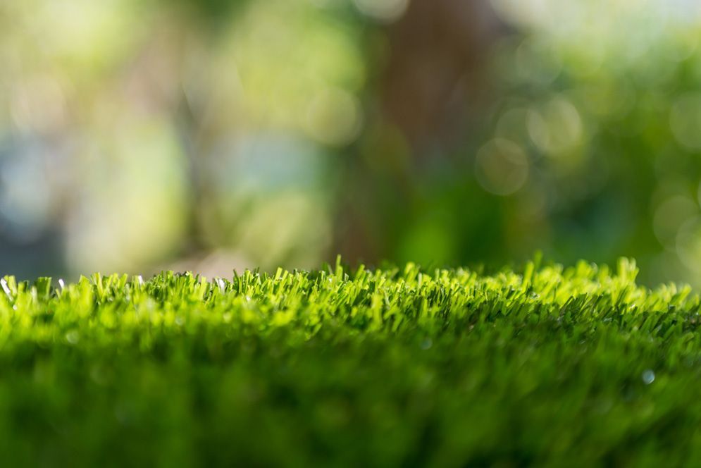 A Close Up of a Patch of Green Grass With a Blurry Background — Highfields Turf in Dalby, QLD