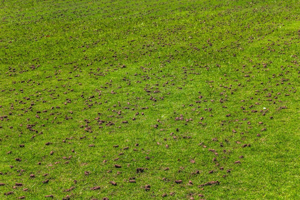 A Field of Green Grass With a Lot of Brown Spots on It — Highfields Turf in Chinchilla,QLD