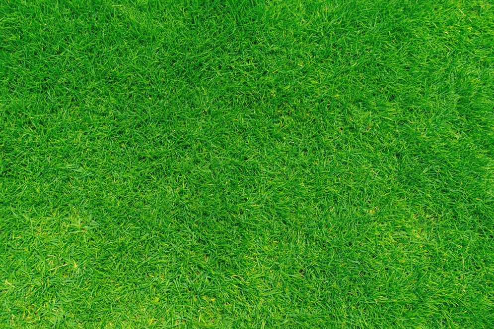 A Close Up of a Lush Green Field of Grass — Highfields Turf in Dalby, QLD