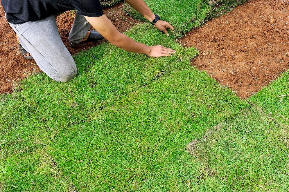 A Man is Kneeling on the Ground While Laying a Roll of Grass — Highfields Turf in Toowoomba, QLD