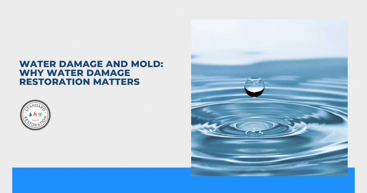 Water Damage and Mold: Why Water Damage Restoration Matters