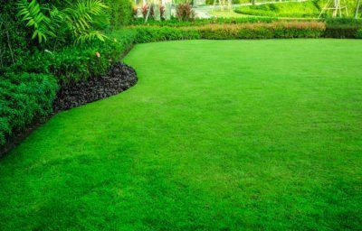 a lush green lawn in a garden with bushes and trees after using prograss bio .