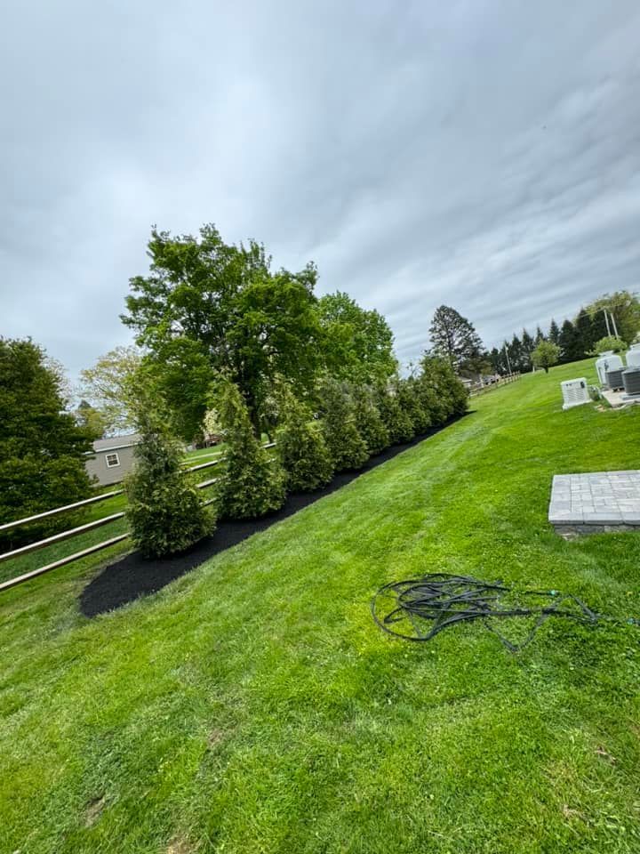 Row of green cone-shaped trees on a grassy hill, with black mulch border, under a cloudy sky.
