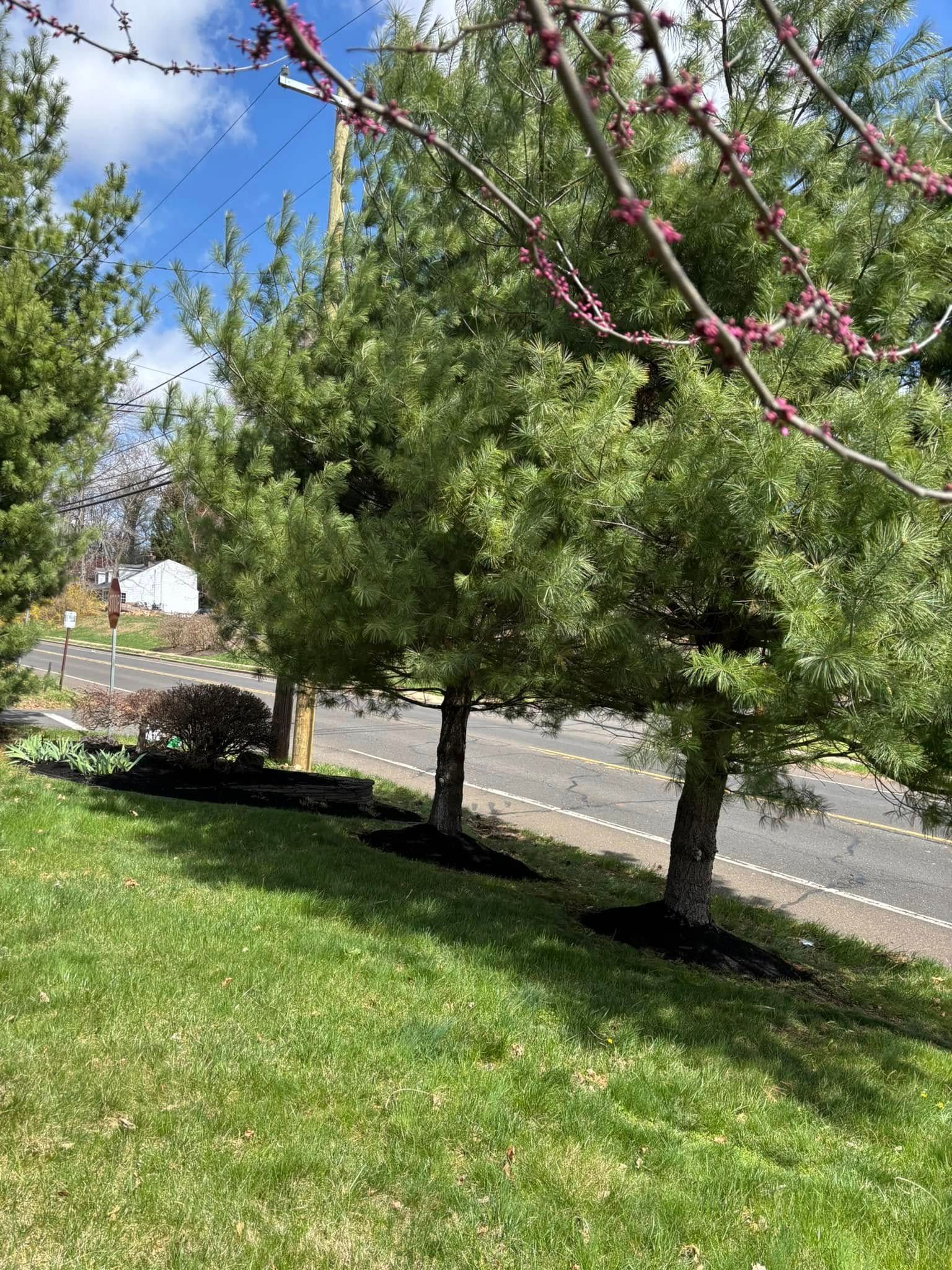 Lush green trees line a road with a grassy hill in the foreground, blue sky above.