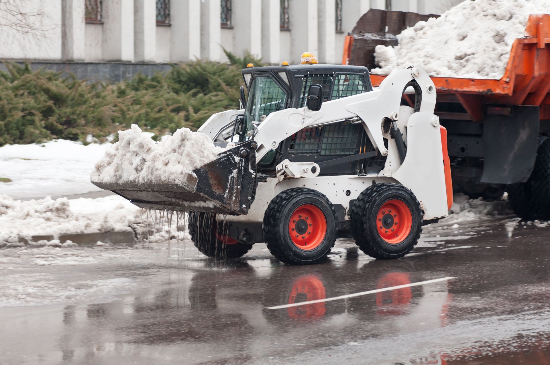 White skid steer loader plowing wet asphalt, loading snow into orange dump truck.
