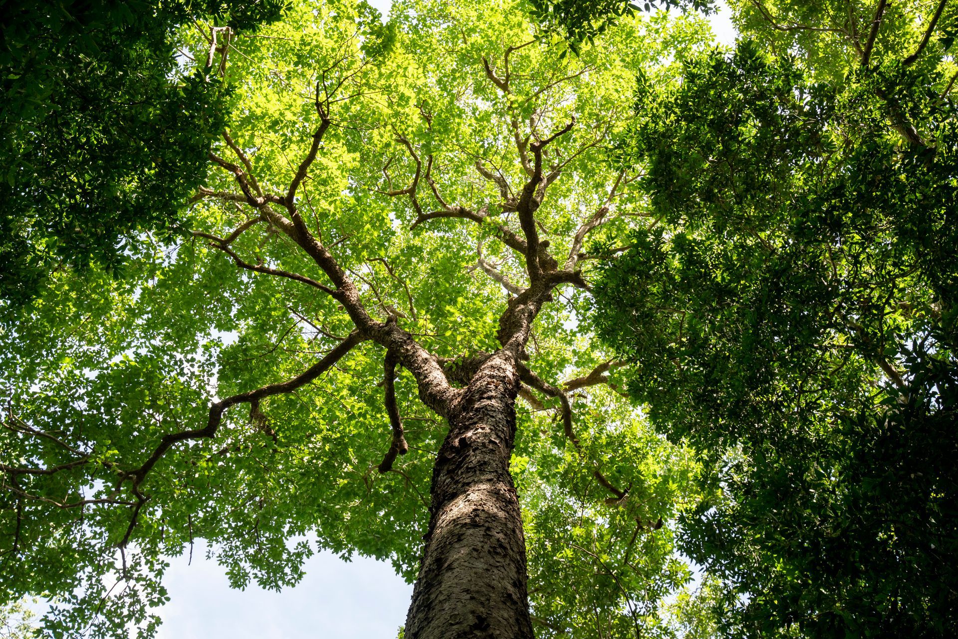 Looking up at a tall tree with green leaves, surrounded by other trees.