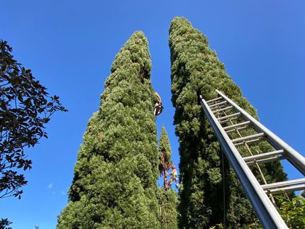 a man is climbing a tree next to a ladder .