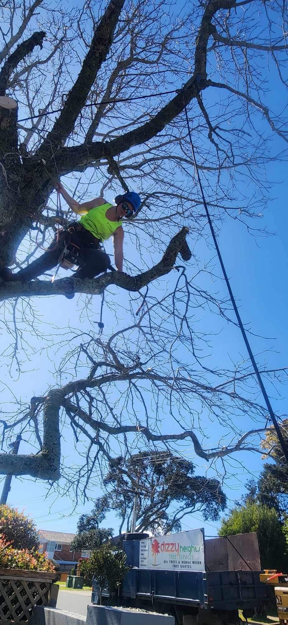Dizzy heights branch removal
