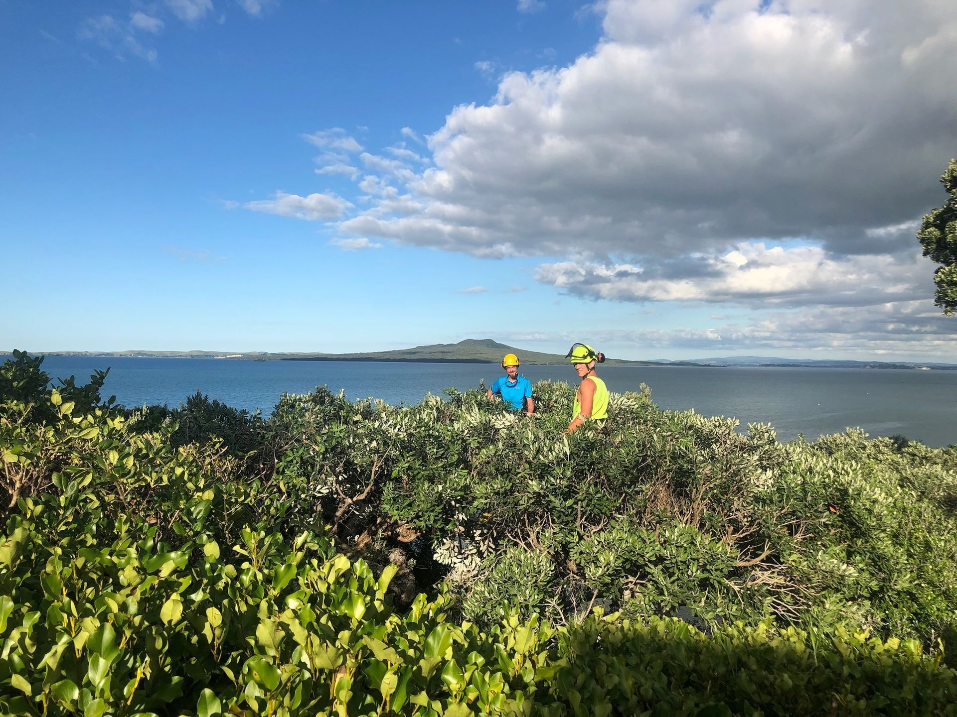 Hedge Trimming with dizzy heights with a view over Rangitoto