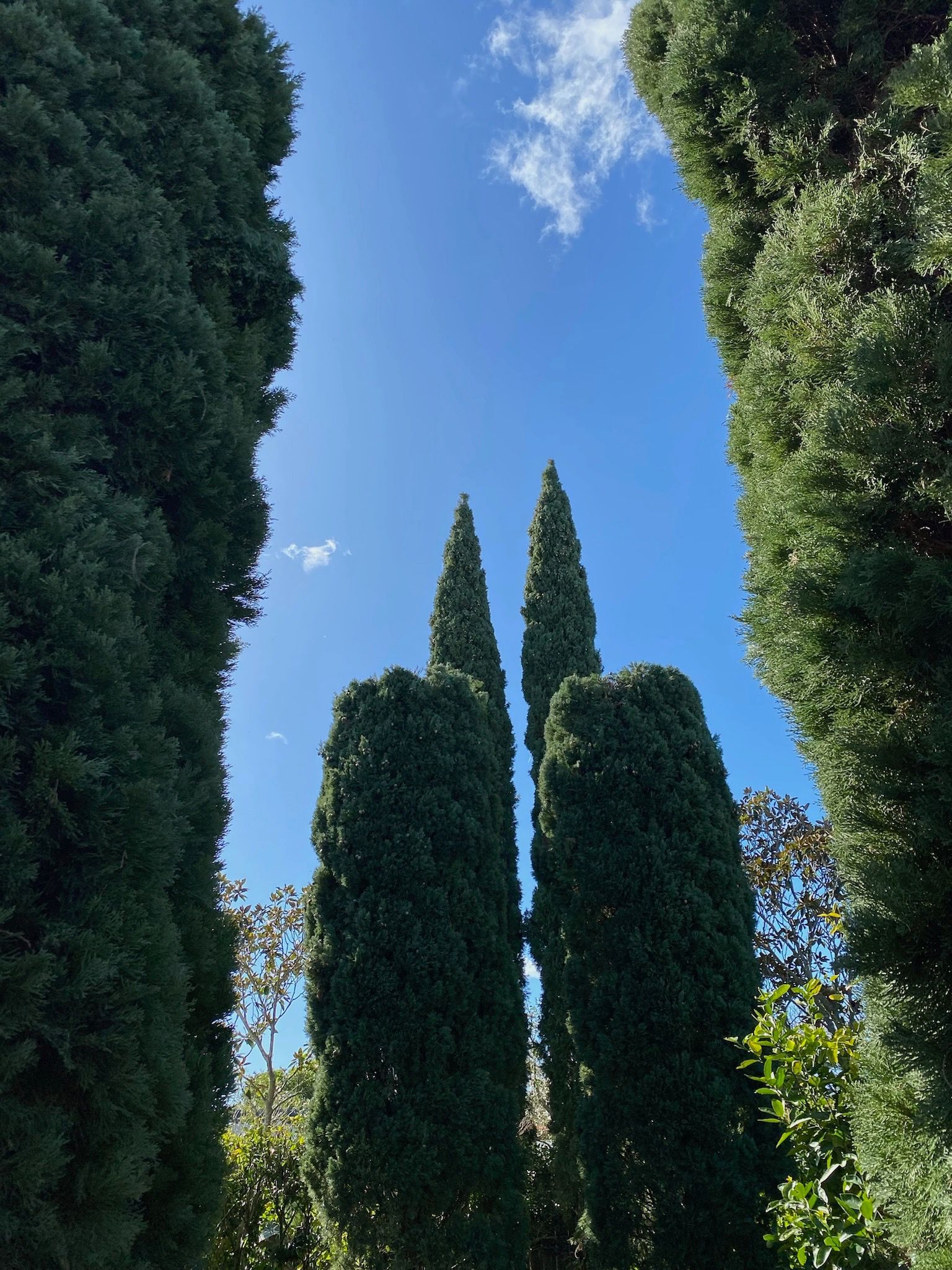 Trimmed evergreen trees