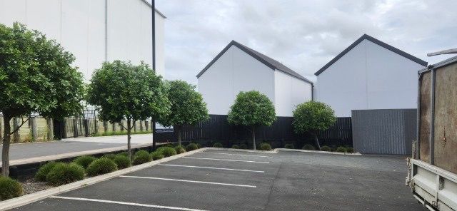 Trimmed tress in a carpark
