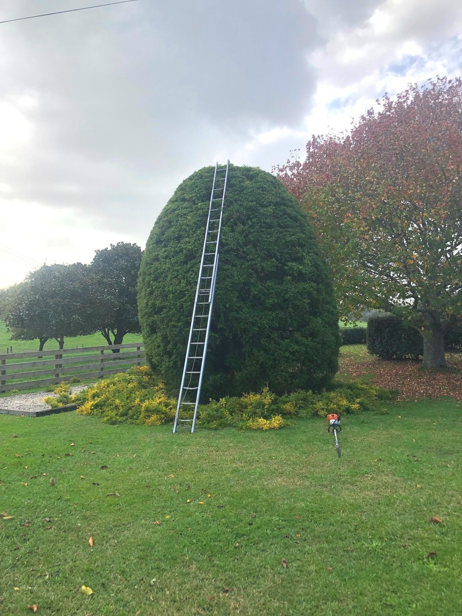 a ladder is sitting next to a large trimmed tree in a grassy field .