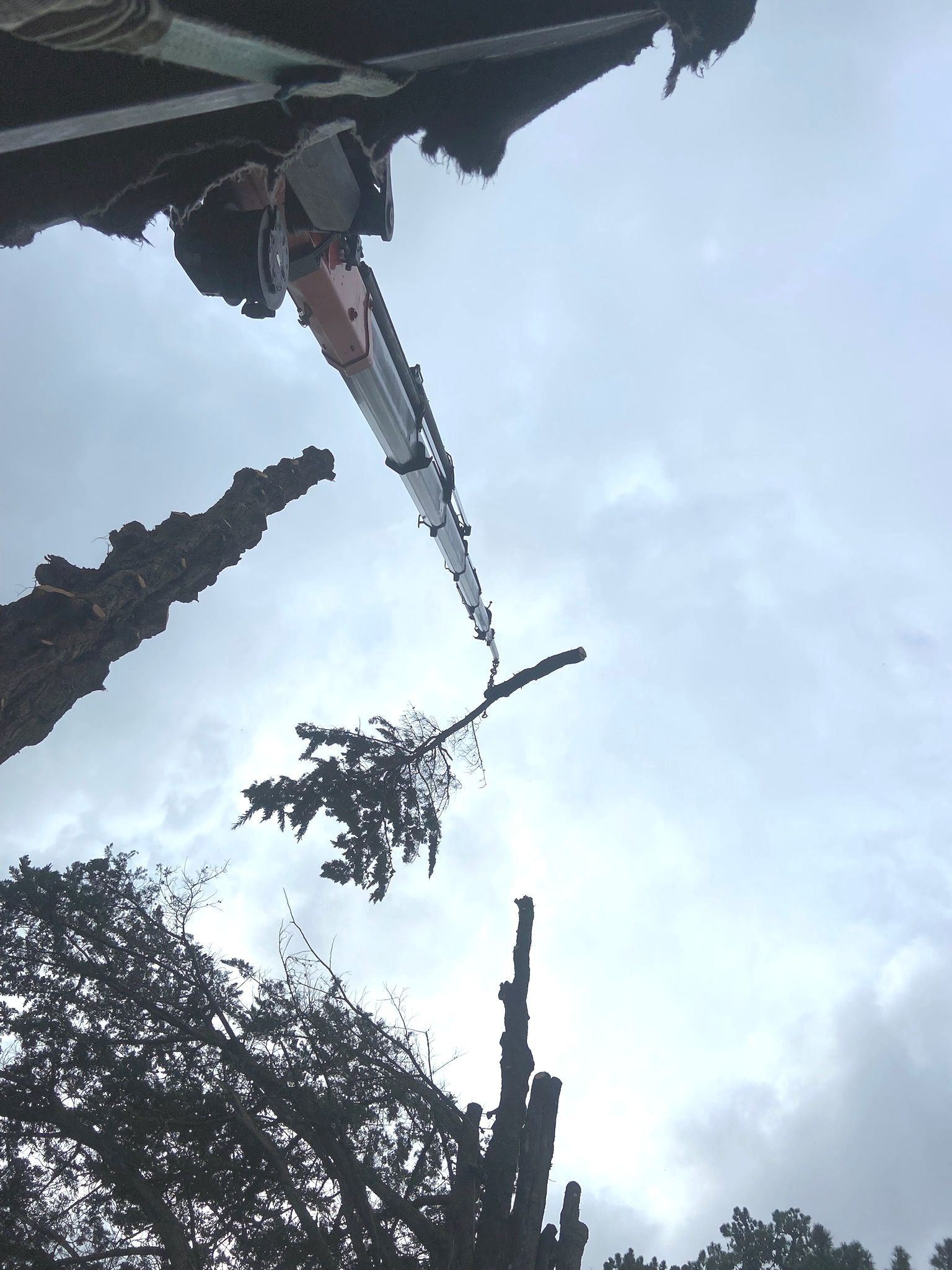 a crane is lifting a tree branch into the air .