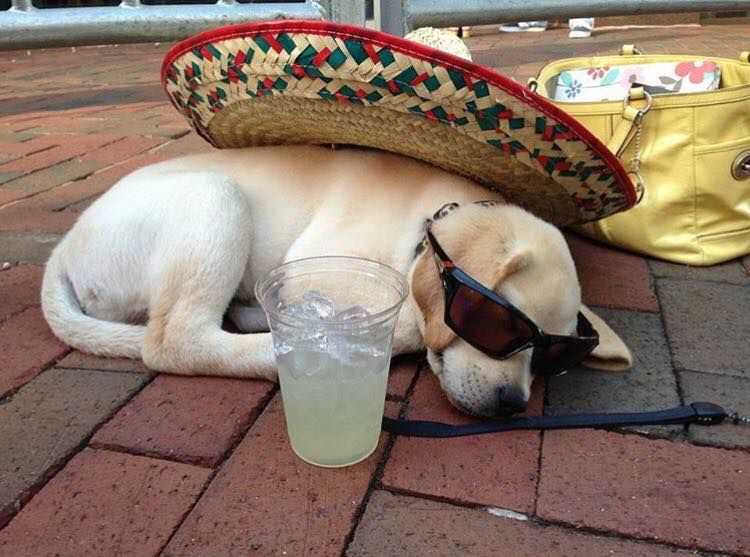 a dog wearing a sombrero and sunglasses is sleeping on the ground