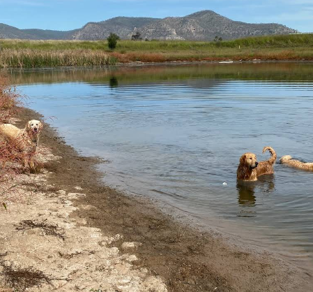 Kiteroa Golden Retrievers