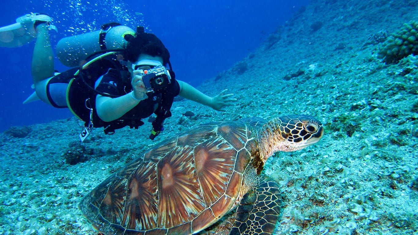 Dive Near Me Wollongong