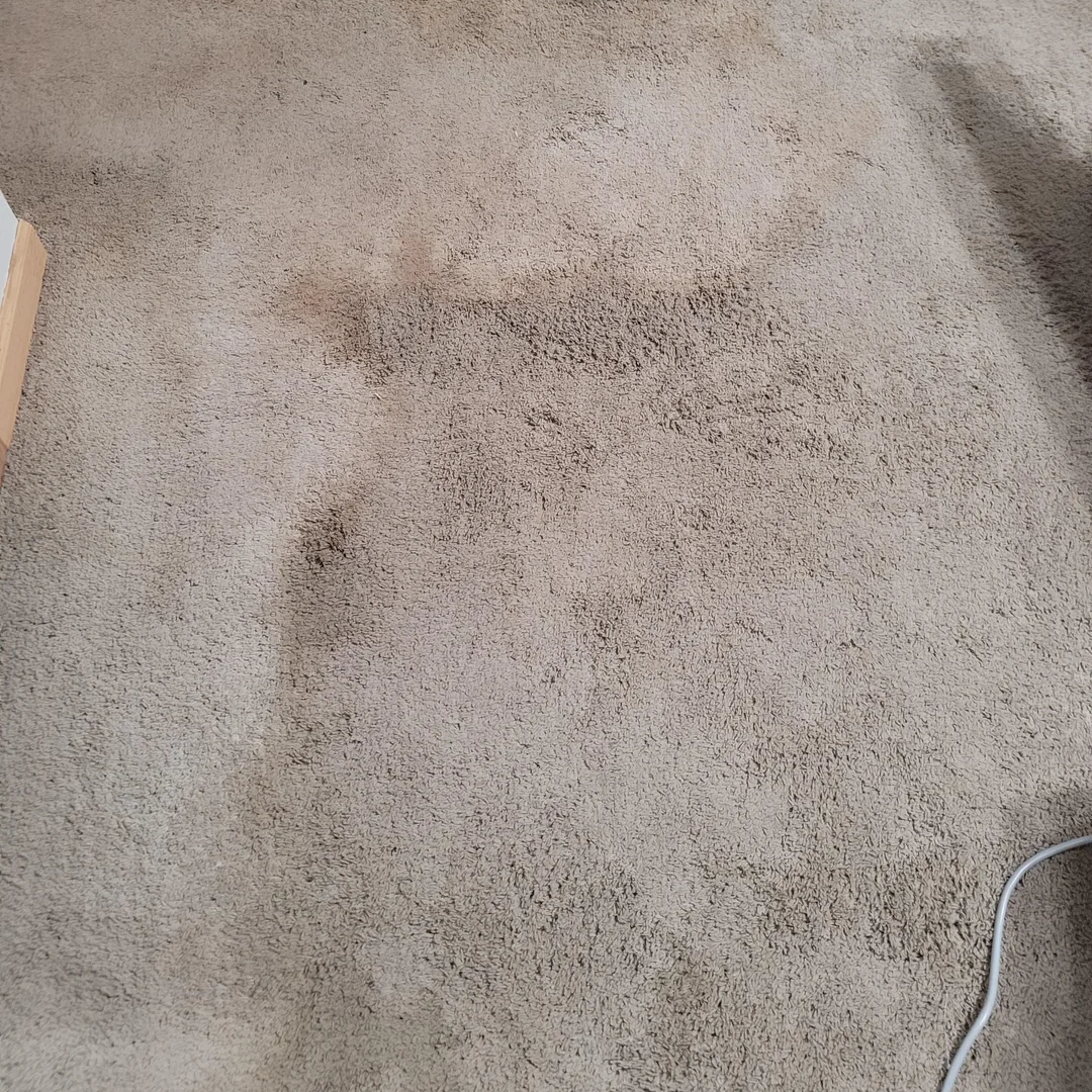 Carpet water damange restoration