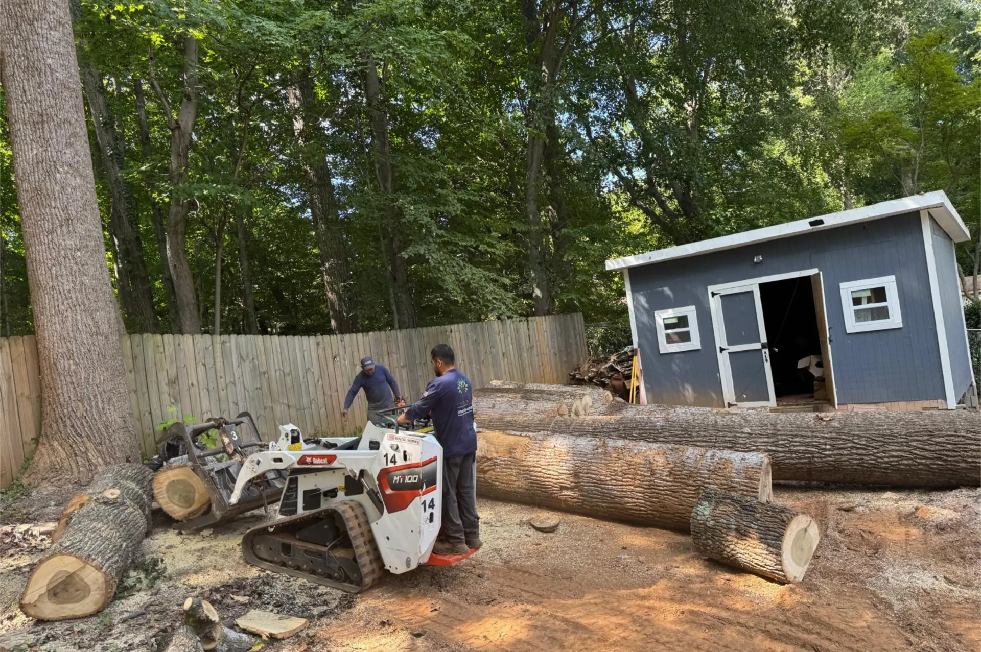 Two workers using a skid-steer loader to move cut tree logs in a yard near a shed.