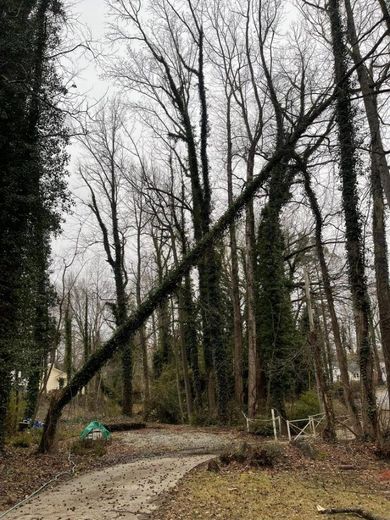 A tall tree leans across a path in a wooded area, with bare branches against an overcast sky.