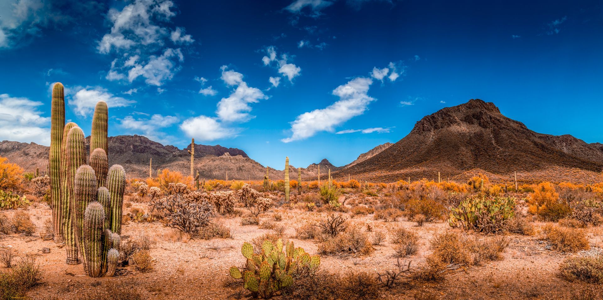 Desert landscape with tall cacti, rocky mountains, and orange scrub under a bright blue sky with clouds