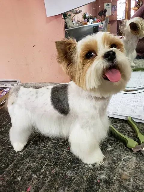 Puppy — Happy Yorkshire Terrier in El Paso, TX