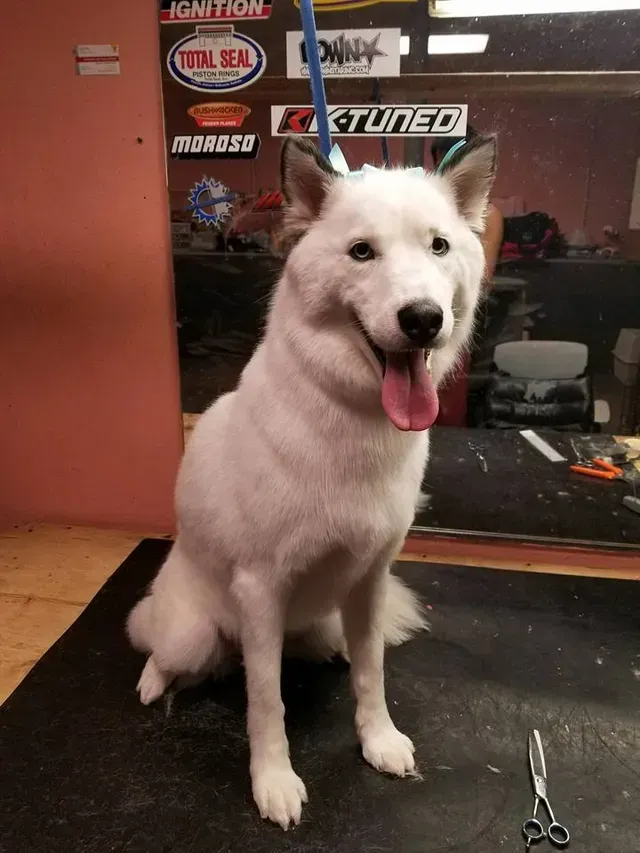 Dog Haircut — White Dog Gets Haircut in El Paso, TX