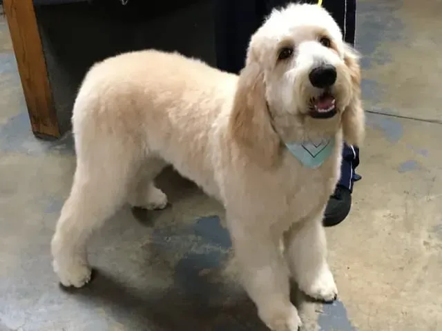 Brushing — Cute White Poodle in El Paso, TX