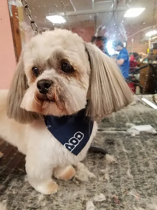 Haircut — Companion Dog Gets Haircut in El Paso, TX