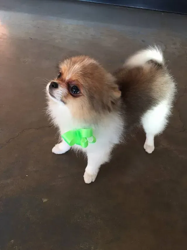 Nail Trim — Adorable Little Pomeranian in El Paso, TX