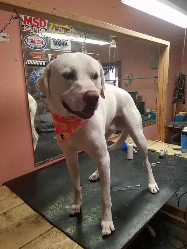 Bathe — White Dog with Scarf in El Paso, TX