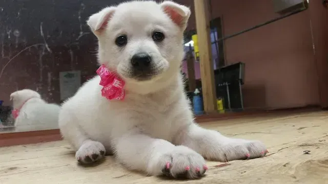 Nail Polish — Cute Jindo Puppy with Pink Collar and Nails in El Paso, TX