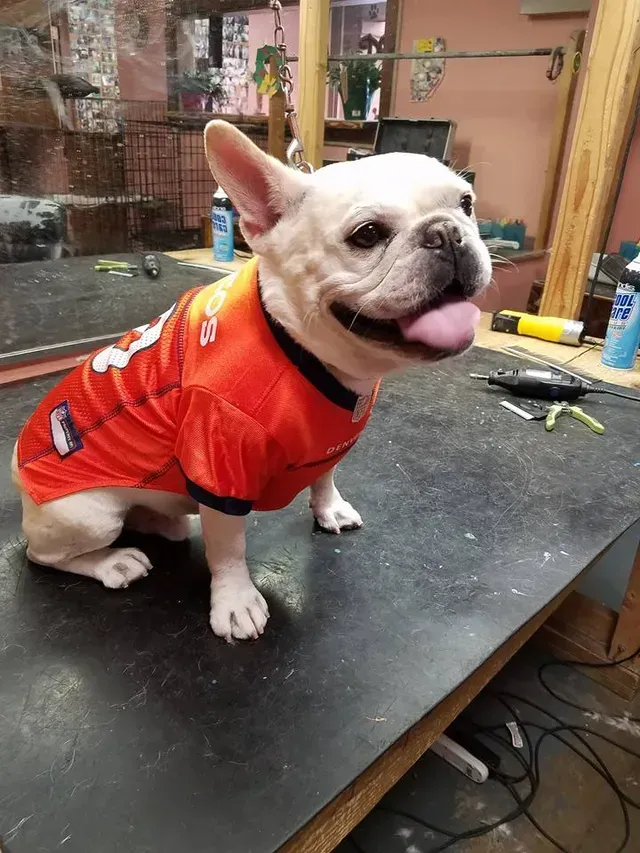 Red Jersey — French Bulldog Wearing Jersey in El Paso, TX