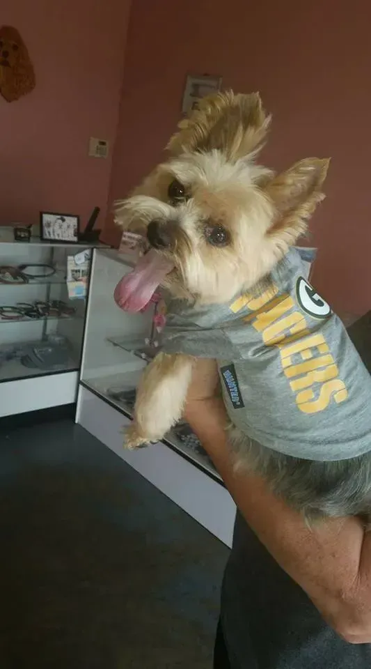 Terrier — Yorkshire Terrier Wearing Gray Jersey in El Paso, TX