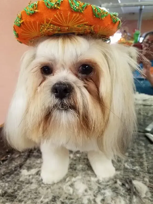 Hats — Chinese Imperial Dog Wearing a Fancy Hat in El Paso, TX