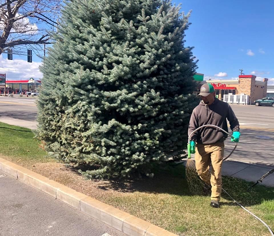 A worker in a brown hoodie sprays a blue spruce tree near a parking lot on a sunny day.