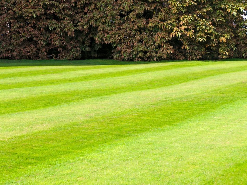 A lush green lawn with distinct mowing stripes leading toward a dense line of trees in the background.