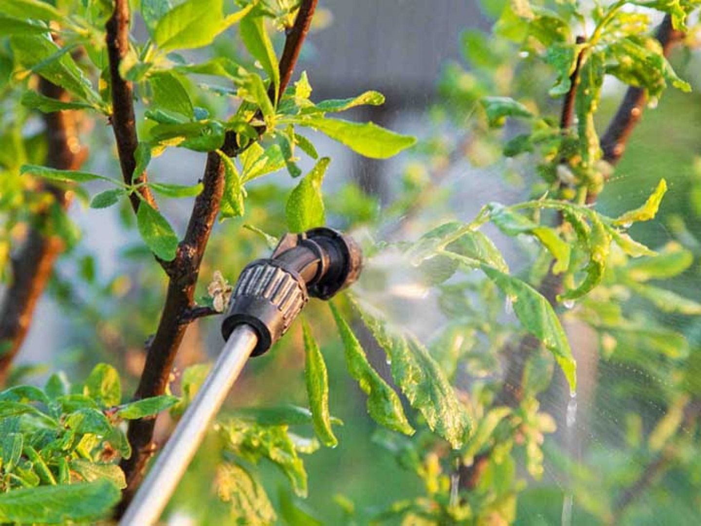A nozzle spraying a fine mist of liquid onto the green leaves and branches of a plant.