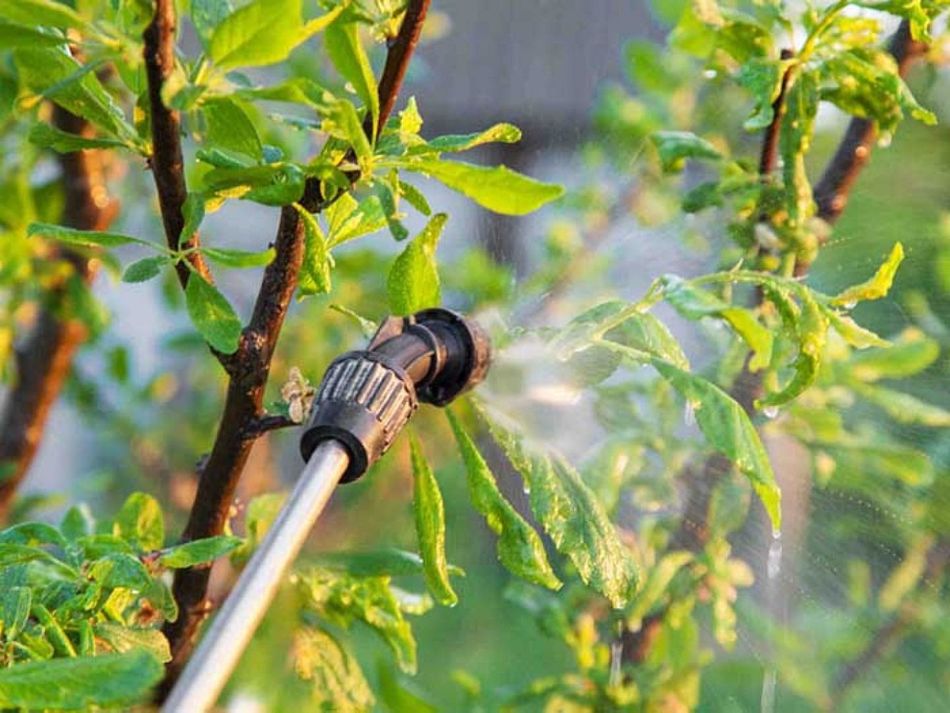A nozzle spraying a fine mist of liquid onto the green leaves and branches of a plant.