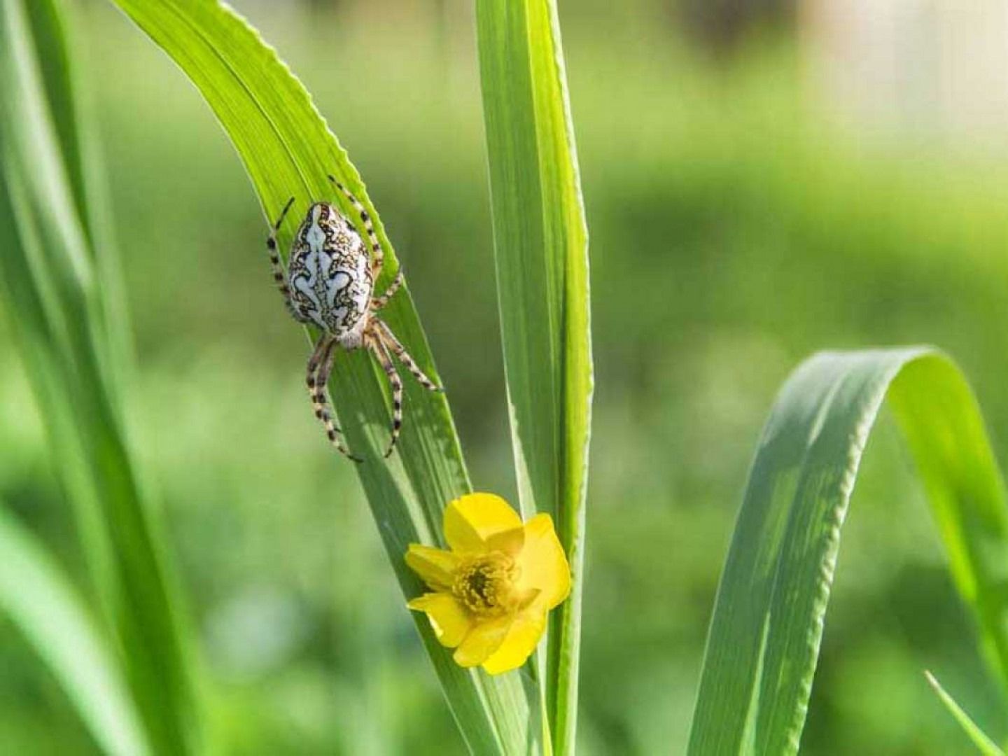 An orb-weaver spider with a white, patterned abdomen resting on a green leaf next to a small yellow flower.