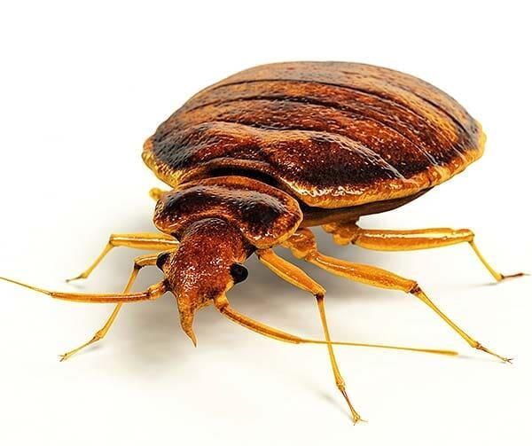 FIN PLAGAS FUMIGACIONES