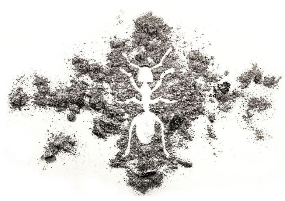 FIN PLAGAS FUMIGACIONES