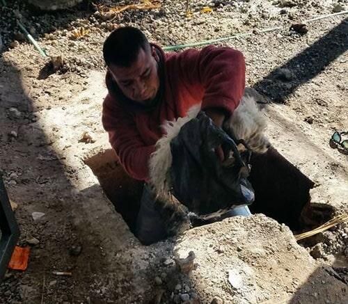 FIN PLAGAS FUMIGACIONES