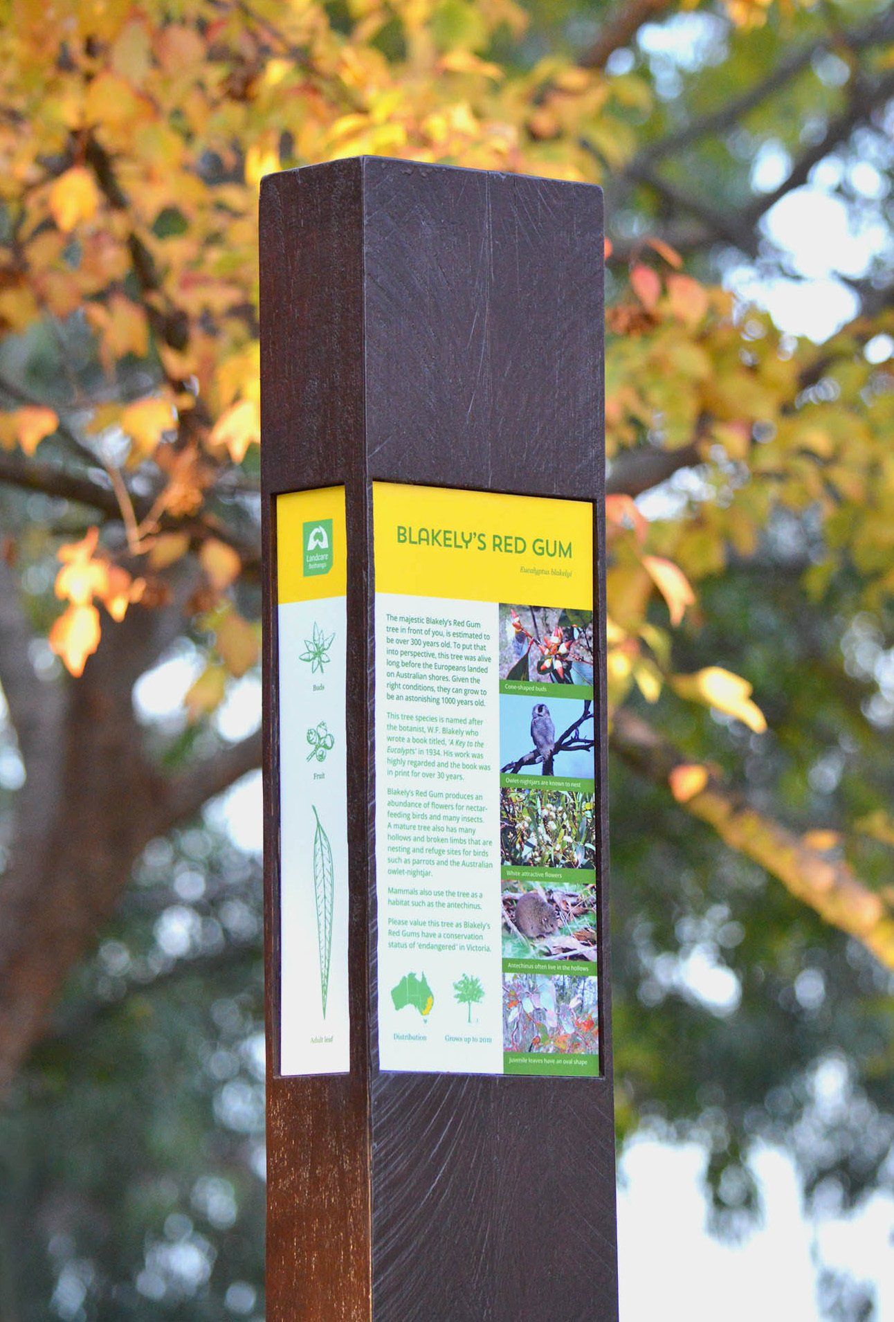 Landcare Victoria graphic monolith sign. Significant trees and wildlife are highlighted through these signs. Design by Calvert & Co
