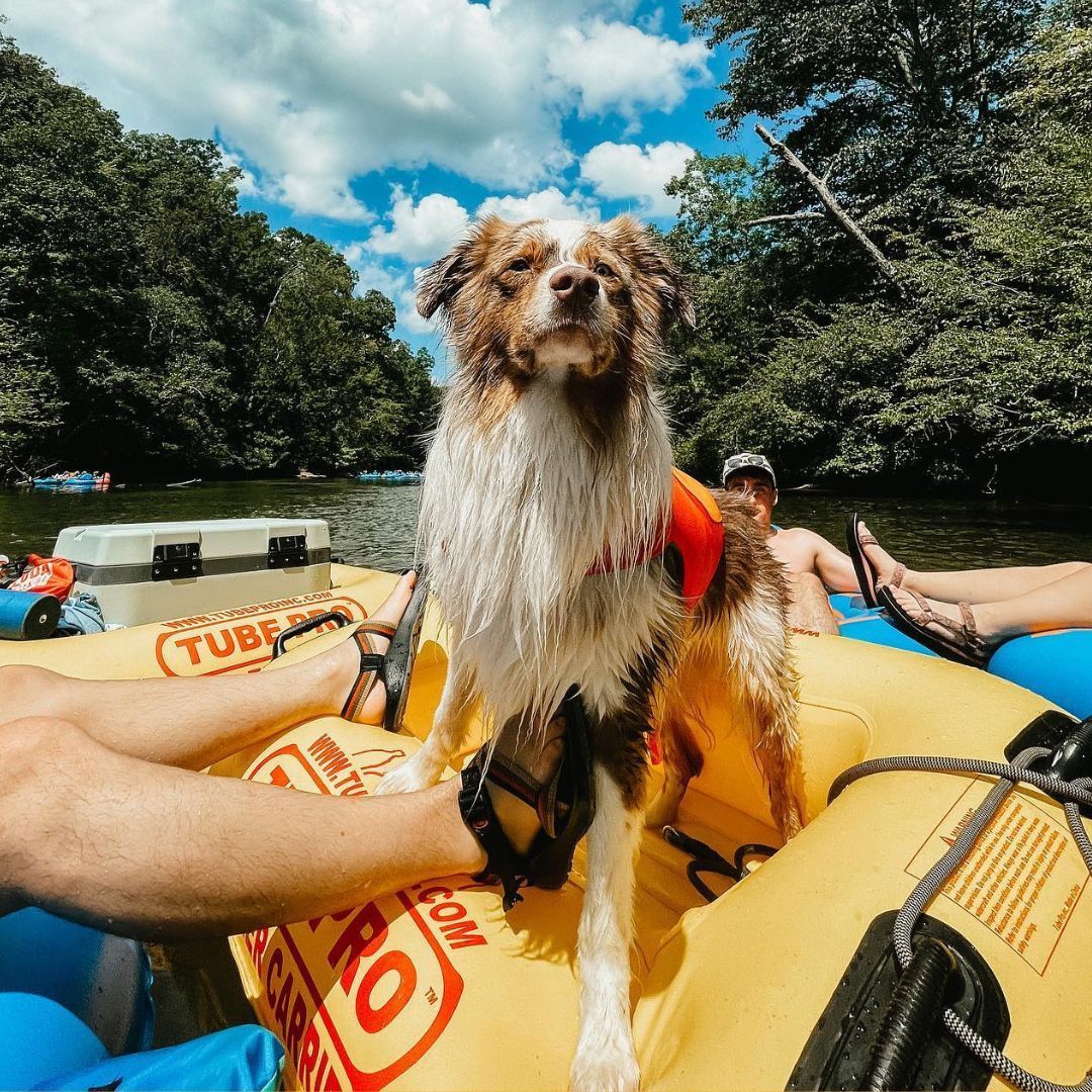 do friendly tiny homes Greenville sc