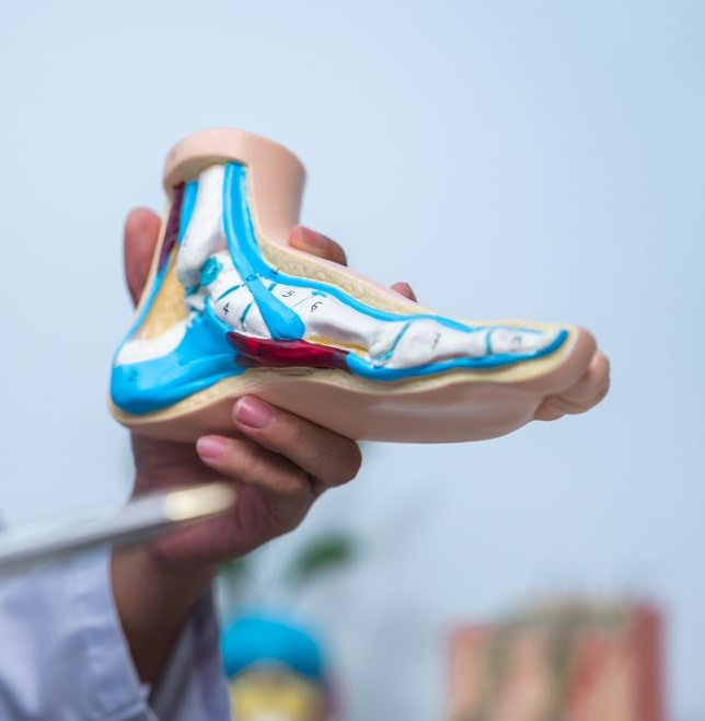 Hand holding a cross-section model of a foot, showing bones, tendons, and ligaments in blue, red, and white.