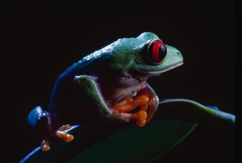 a green frog with red eyes sits on a green leaf