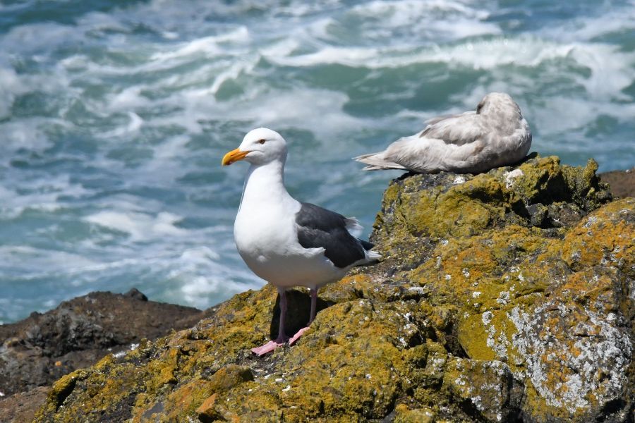 two seagulls are perched on a rock near the ocean